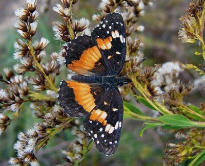 Bordered Patch