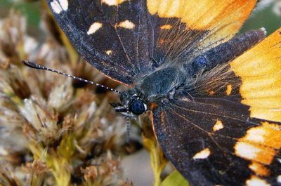 Bordered Patch