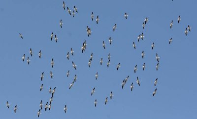 American White Pelicans