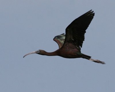 Glossy Ibis
