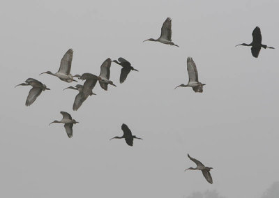 White & dark Ibis'