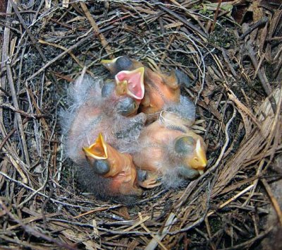 Prothonotary Warbler Nest with two Brown-headed Cowbird Young