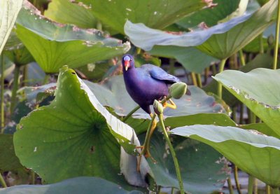 Purple Gallinule