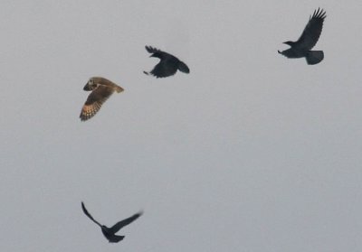 Short-eared Owl and American Crows