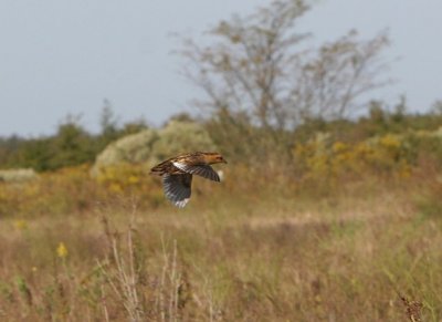 Yellow Rail