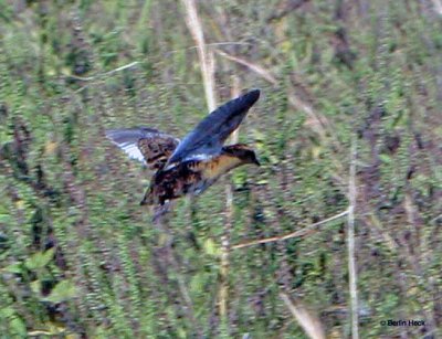 Yellow Rail