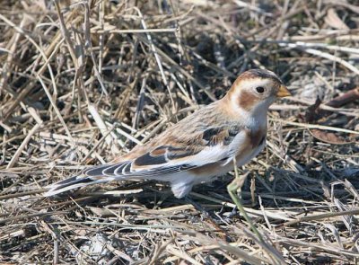 Snow Bunting