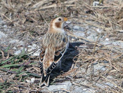 Snow Bunting