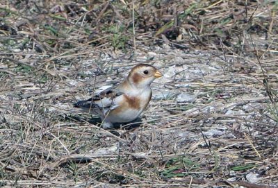 Snow Bunting