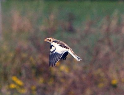 Snow Bunting