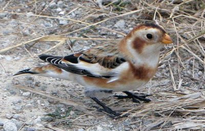 Snow Bunting