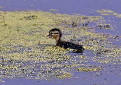 Wood Duck young