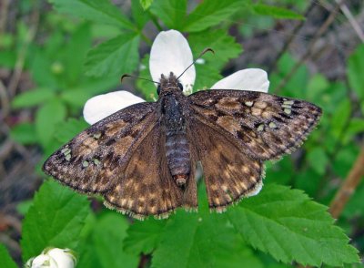 Horace's Duskywing