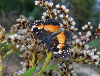 Bordered Patch