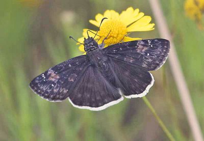 Funereal Duskywing