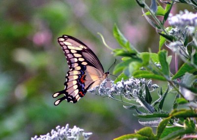 Giant Swallowtail