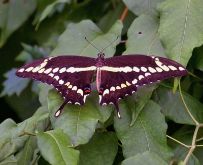 Giant Swallotail