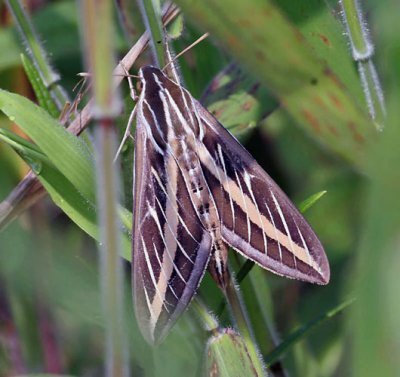 White-lined Sphinx Moth