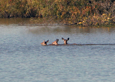 White-tailed Deer swimming