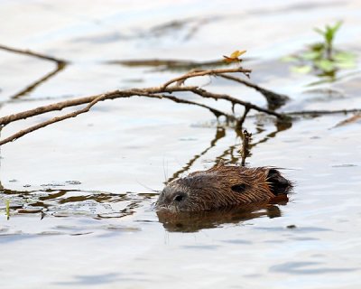 Nutria