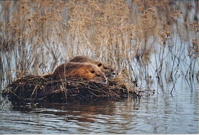 Nutria