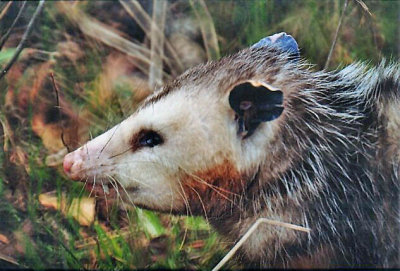 Virginia Opossum