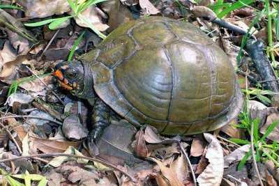 Three-toed Box Turtle