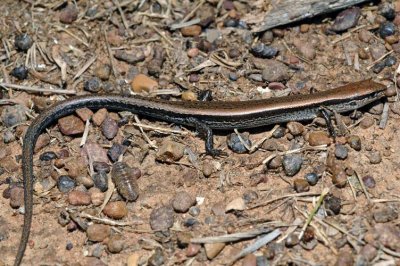 Little Brown Skink