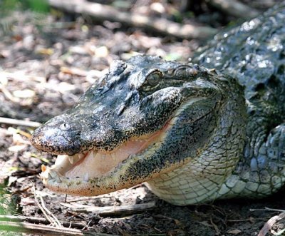 American Alligator