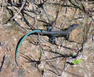 Six-lined Racerunner