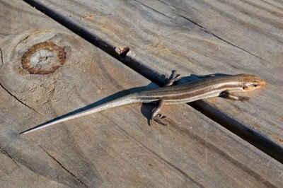 Broad-headed Skink