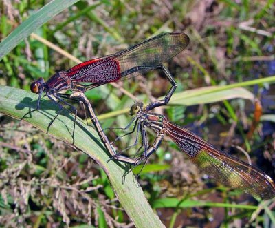 American Rubyspot