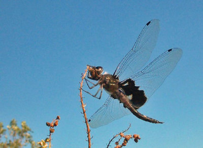 Black Saddlebags