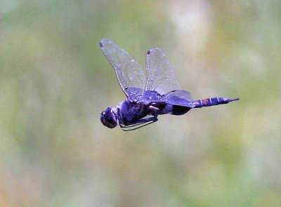 Black Saddlebags