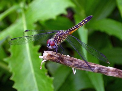 Dashers  & Evening Skimmer