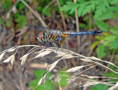 Blue Dasher