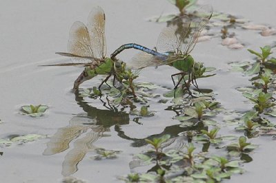 Common Green Darner