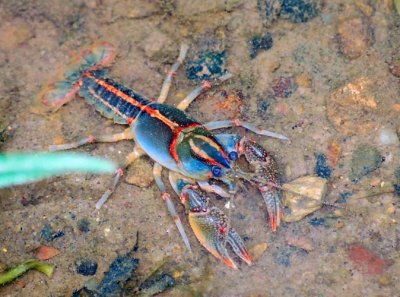 Painted Devil Crayfish (Cambarus ludovicianus)