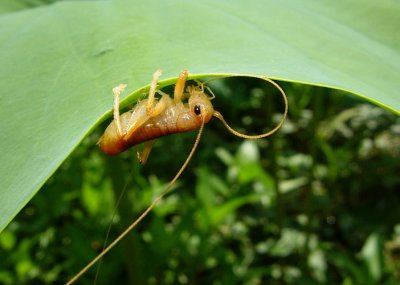 Leaf-rolling Cricket