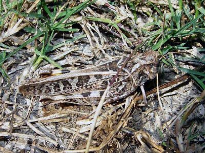 Wrinkled Grasshopper