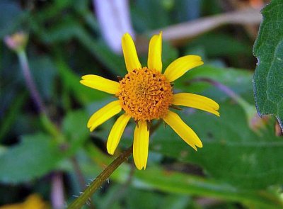 Oppositeleaf Spotflower (Acmella repens)