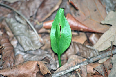 Adder'sTongue Fern (Ophioglossum vulgatum)