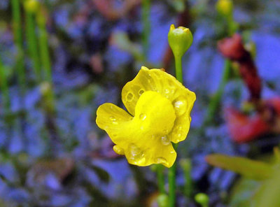 Humped Bladderwort (Utricularia gibba)