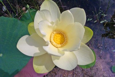 American Lotus (Nelumbo lutea)