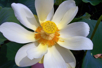 American Lotus (Nelumbo lutea)