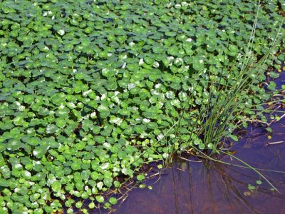 Floating Pennywort (Hydrocotyle ranunculoides)
