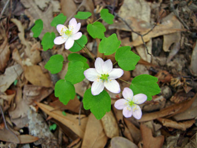 Rue Anemone