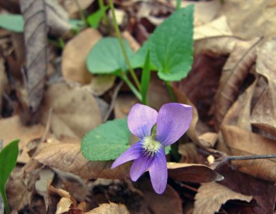 Violet species