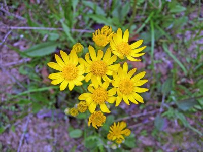 Ragwort species