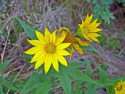 Hairy Sunflower (Helianthus hirsutus)